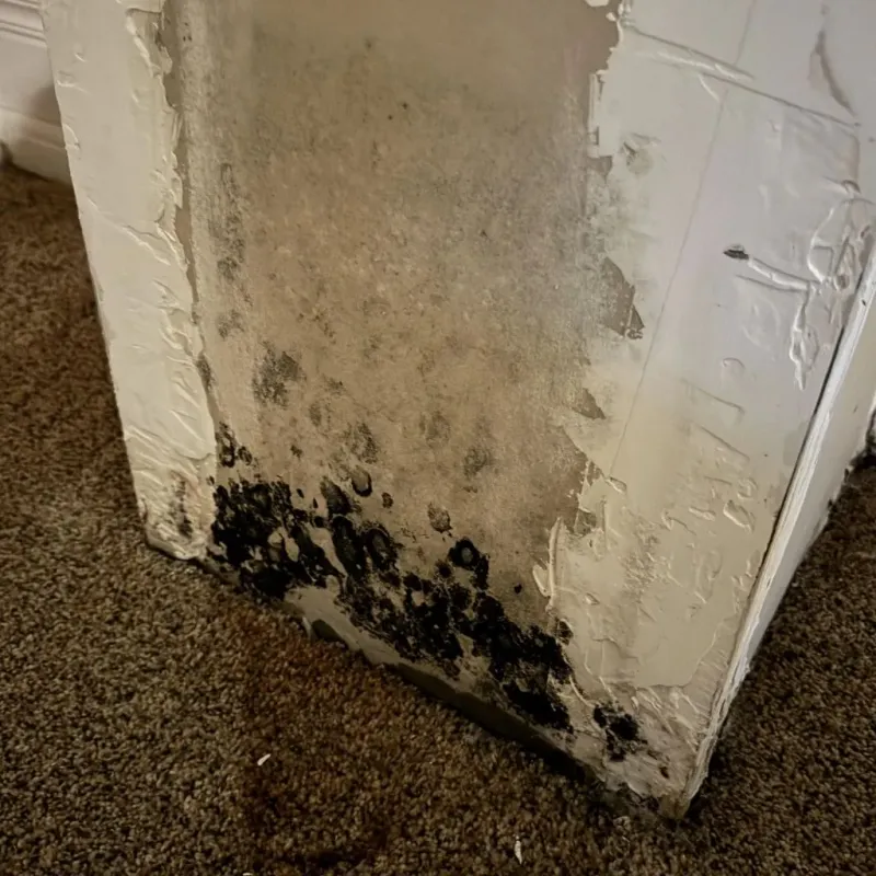 Professional Mold Removal in Covelo, CA